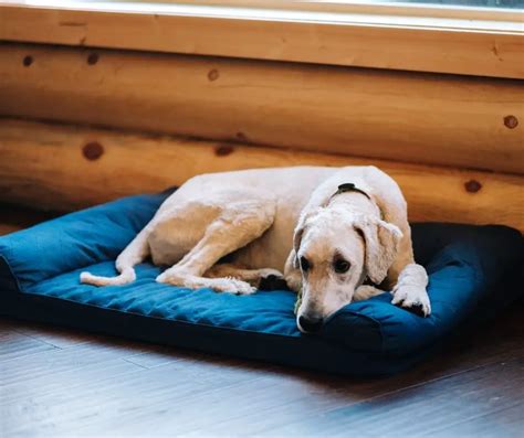 Why Does My Dog Keep Hiding Under Things