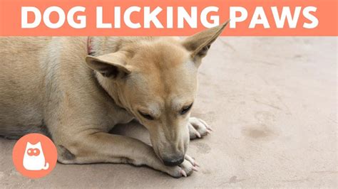 Why Does My Dog Keep Licking One Paw