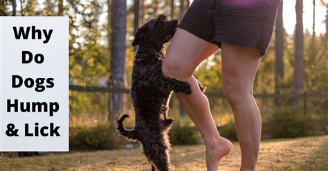 Why Does My Dog Keep Licking Stuff