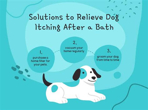 Why Does My Dog Keep Scratching Even After Baths