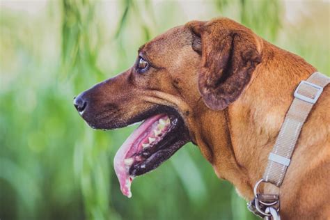 Why Does My Dog Keep Snapping At Me