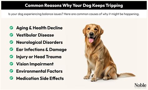 Why Does My Dog Keep Tripping