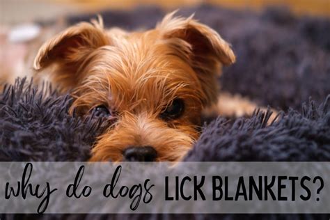 Why Does My Dog Lick Blankets