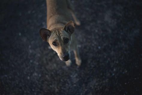 Why Does My Dog Move Around At Night