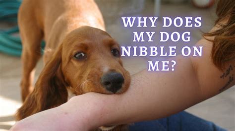 Why Does My Dog Nibble Me When Playing