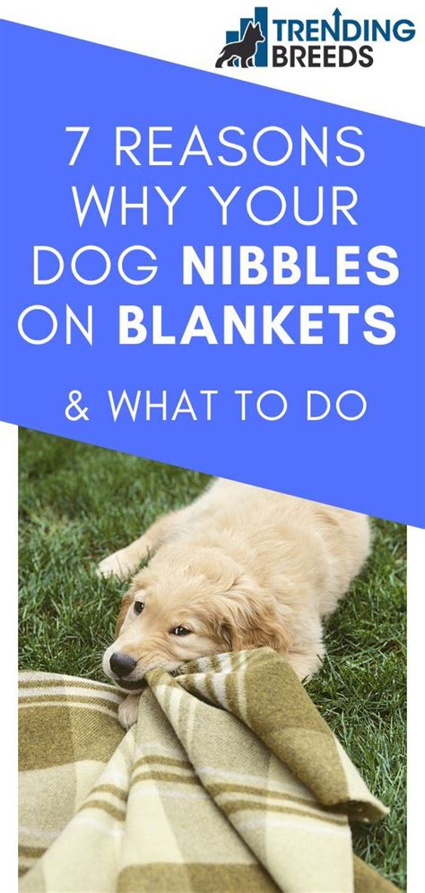 Why Does My Dog Nibble On Bed Sheets