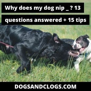 Why Does My Dog Nip Me When Playing