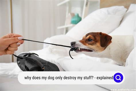 Why Does My Dog Only Destroy My Stuff