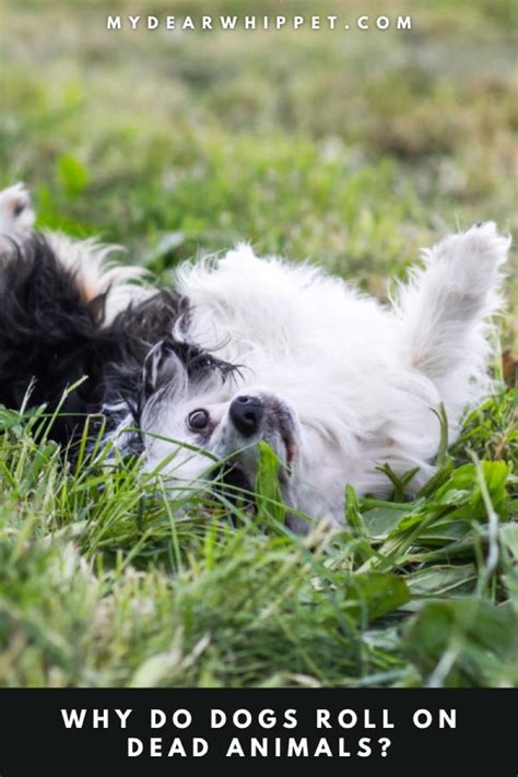 Why Does My Dog Roll On Snails