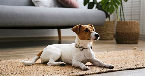 Why Does My Dog Scratch Corners