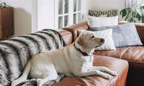 Why Does My Dog Scratch The Sofa