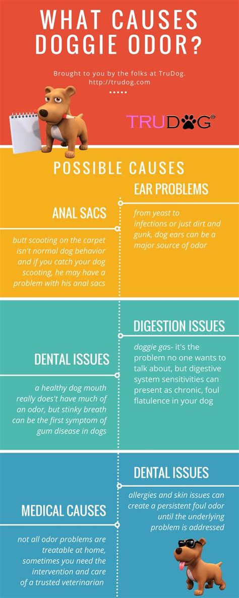 Why Does My Dog Smell So Quickly