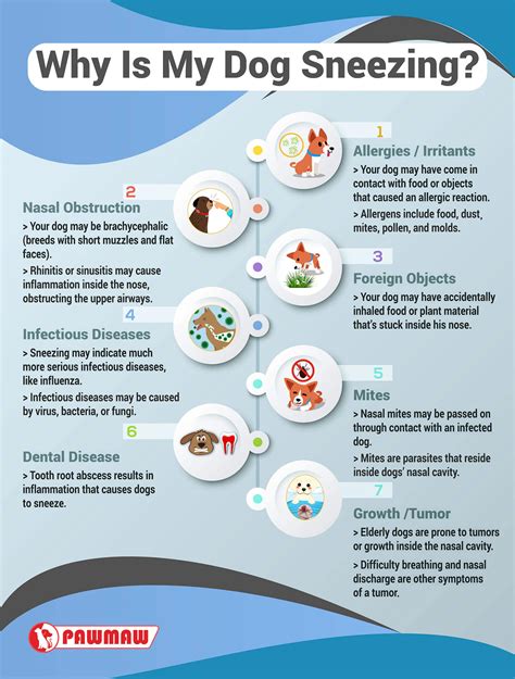 Why Does My Dog Sneeze When We Cuddle