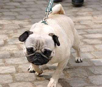 Why Does My Dog Zig Zag Behind Me