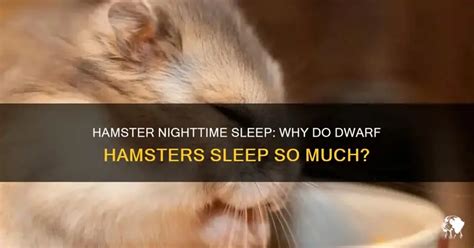 Why Does My Hamster Keep Sleeping At Night