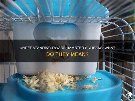 Why Does My Hamster Keep Squeaking