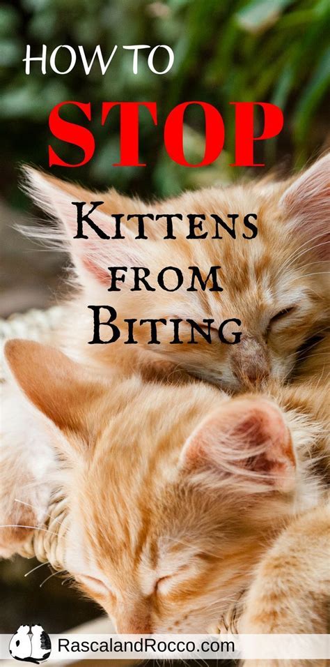 Why Does My Kitten Play Bite So Much