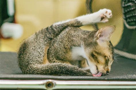 Why Does My Old Cat Lick Everything