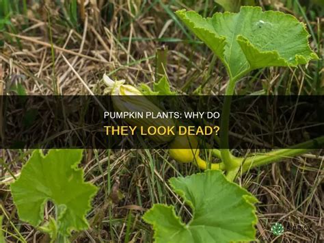 Why Does My Pumpkin Die