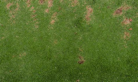 Why Does My Yard Have Dead Spots