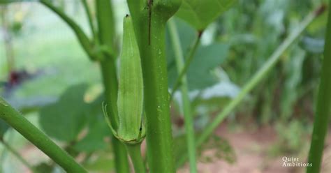 why does okra get hard