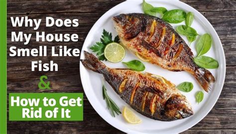 Why Does Outside Smell Like Fish