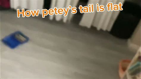 why does petey have a flat tail