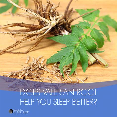 Why Does Valerian Help You Sleep