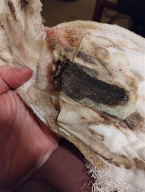 why does xeroform turn black