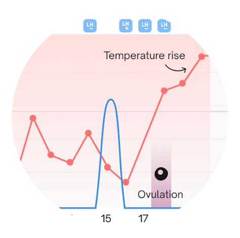 Why Does Your Temperature Drop Before Ovulation