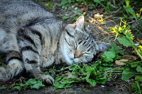 Why Doesn T Catnip Affect My Cat