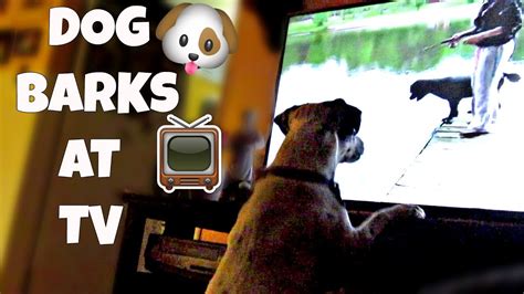 Why Dog Barks At Tv