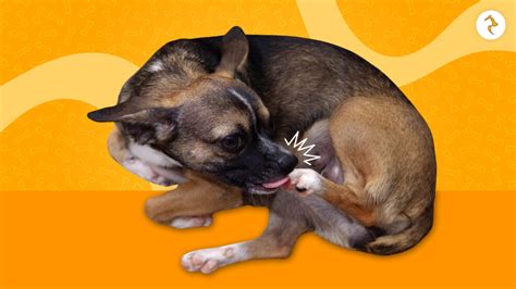 Why Dog Biting Nails