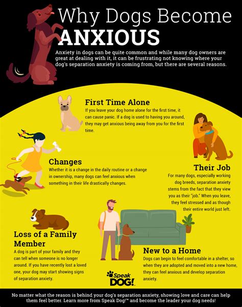 Why Dog Is Anxious