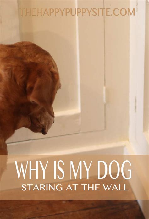 Why Dog Stares At Wall