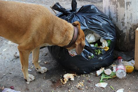 Why Dogs Eat Garbage