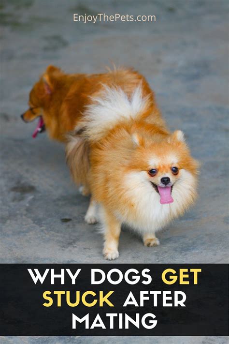 Why Dogs Get Fits