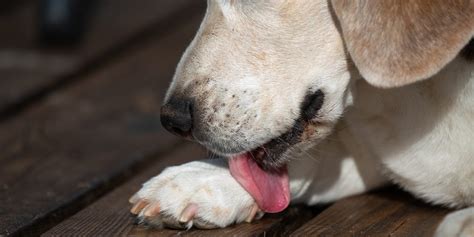 Why Dogs Lick Paws