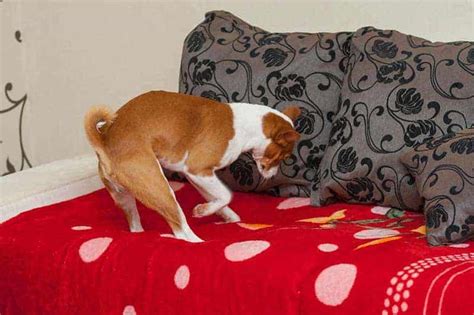 Why Dogs Scratch The Bed