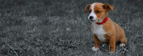 Why Don't Dogs Like The Smell Of Lamb