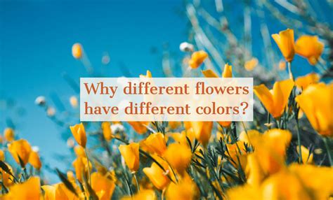 Why Flowers Have Different Colour