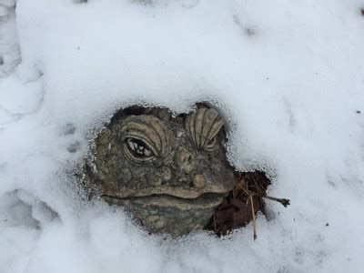 why frogs hibernate during winter