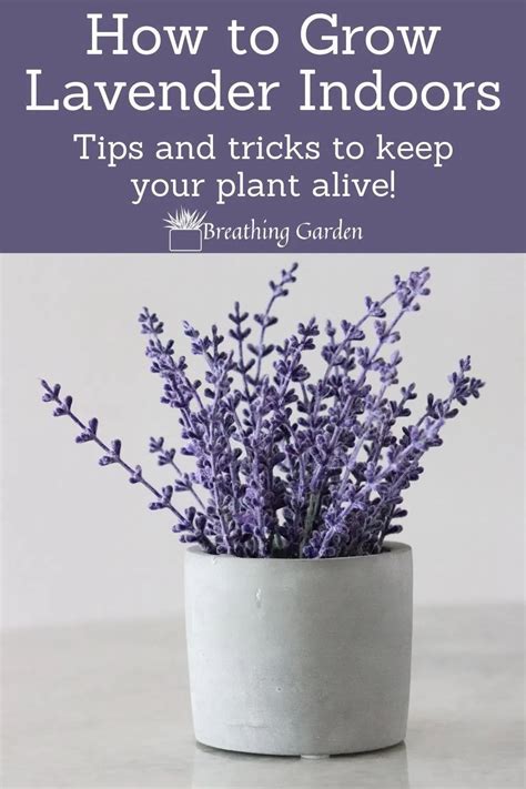 How to Grow Lavender Indoors Apartment Therapy Indoor Lavender Plant