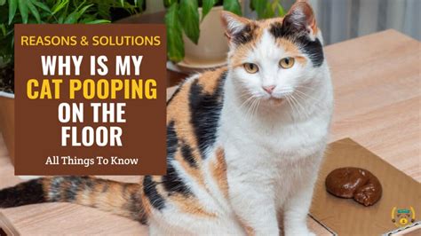 Why Has My Cat Started Peeing In The Corner