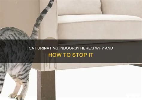 Why Has My Cat Started Urinating Inside