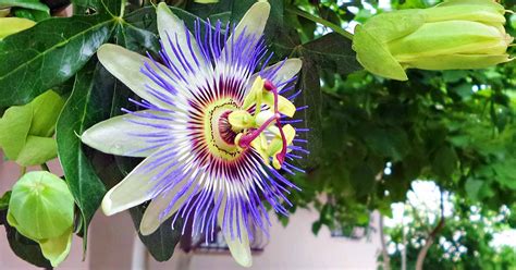 why has my passion flower died