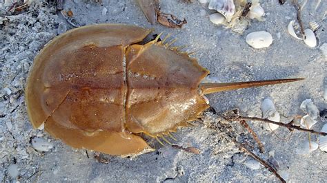 why horseshoe crab are going extinct