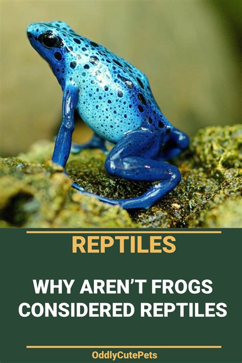 Why Is A Frog Not A Reptile