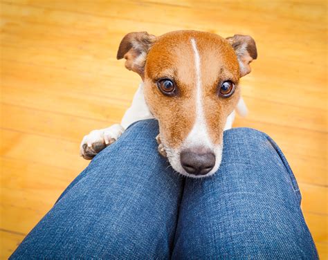 Why Is A Lap Called A Lap