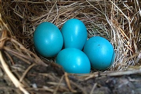 Why Is A Robin's Egg Blue